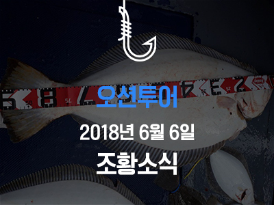 [오션투어] 6월 6일 조황소식입니다!