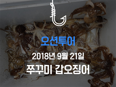 [오션투어] 쭈꾸미 갑오징어