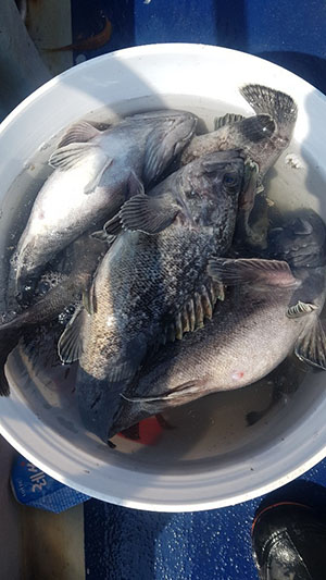 2019년 푸른바다2호 첫 우럭출조