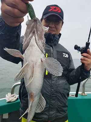 2019년 푸른바다7호 광어,우럭낚시