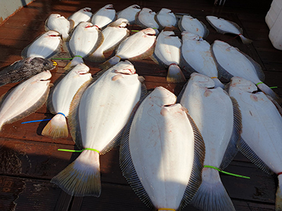 [푸른바다3호] 2019년5월5일 광어 다운샷~