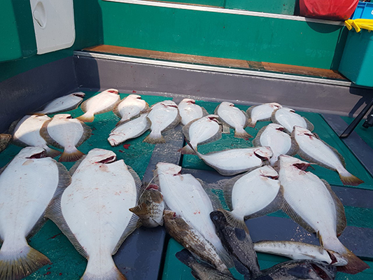 [푸른바다7호] 6월 2일 광어 다운샷~