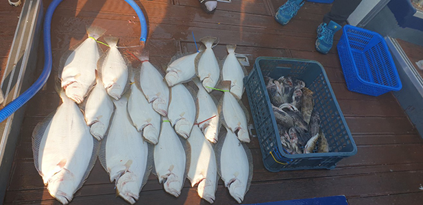 [푸른바다3호] 5월 12일 광어 다운샷~