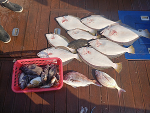 [푸른바다3호] 5월 15일 광어 다운샷~