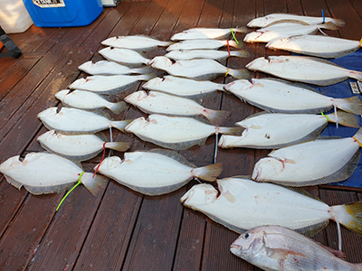 [푸른바다3호] 6월 1~2일 광어 다운샷~