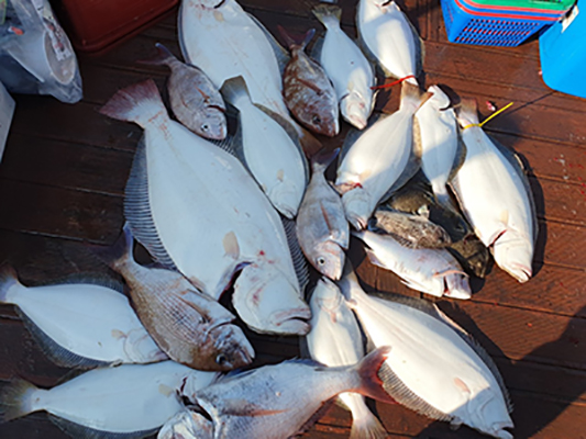 [푸른바다3호] 7월 1일 광어 다운샷~