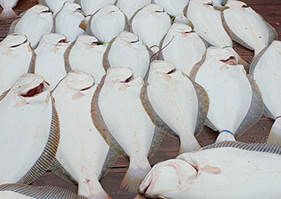 [푸른바다3호] 6월 29일 광어 다운샷~