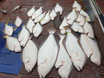 [푸른바다3호] 6월 5일~6일 광어 다운샷~