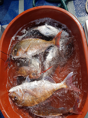 [푸른바다7호] 6월 16일 우럭~!