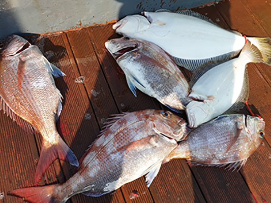 [푸른바다3호] 6월 17일 광어 다운샷~