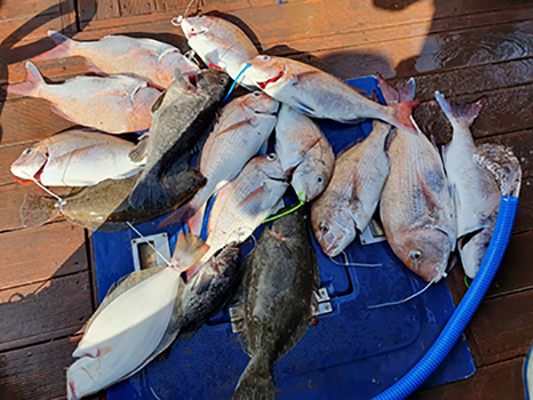 [푸른바다3호] 6월 16일 광어 다운샷~