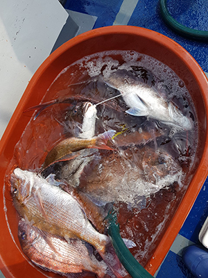 [푸른바다7호] 6월 15일 참돔~!