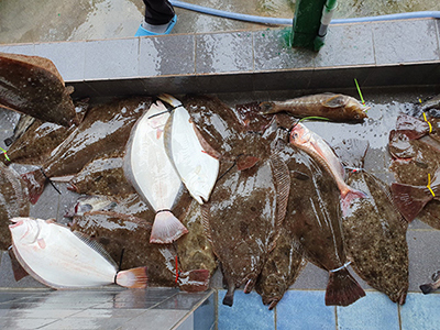 [푸른바다7호] 8월 15일 광어 다운샷~