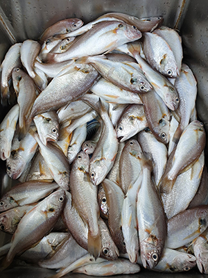 [푸른바다3호] 8월 21일 백조기