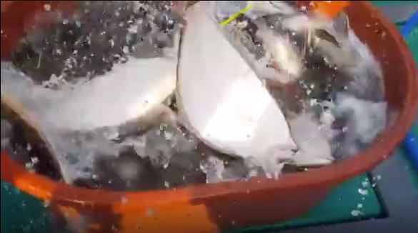 [푸른바다7호] 8월 3일 광어 다운샷~