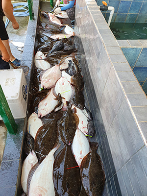 [푸른바다7호] 8월 18일 광어 다운샷~