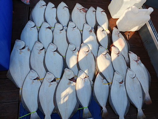 [푸른바다3호] 8월 1일 광어 참돔 놀래미