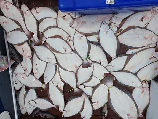 [푸른바다3호] 8월 15일 광어 다운샷~