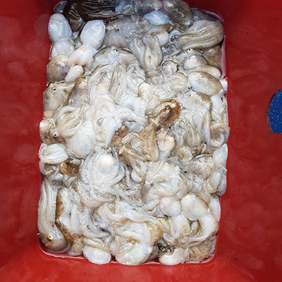 [푸른바다2호] 9월19일 쭈꾸미 갑오징어 조황