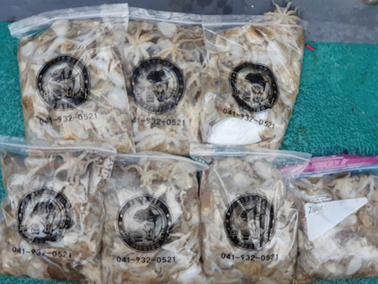 [푸른바다7호] 9월20일 쭈꾸미 갑오징어 조황