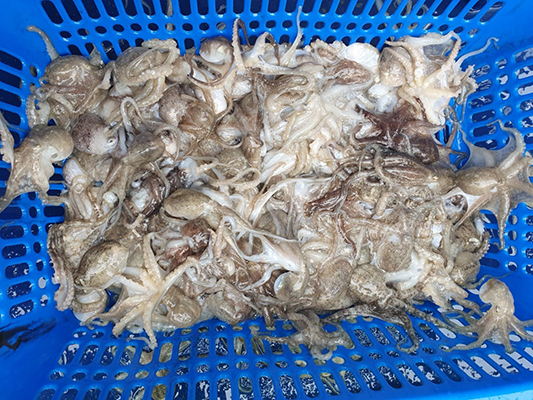 [푸른바다3호] 9월9일 쭈꾸미 조황