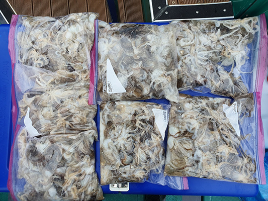 [푸른바다7호] 9월4일 쭈꾸미 출조