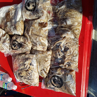 [푸른바다2호] 9월23일 쭈꾸미 갑오징어 조황