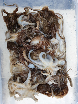 [푸른바다3호] 9월8일 쭈꾸미 조황