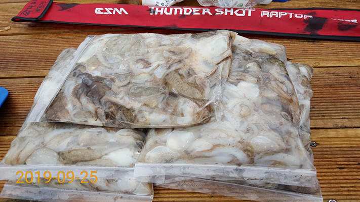 [바다용사호] 9월25일 쭈꾸미 갑오징어 조황