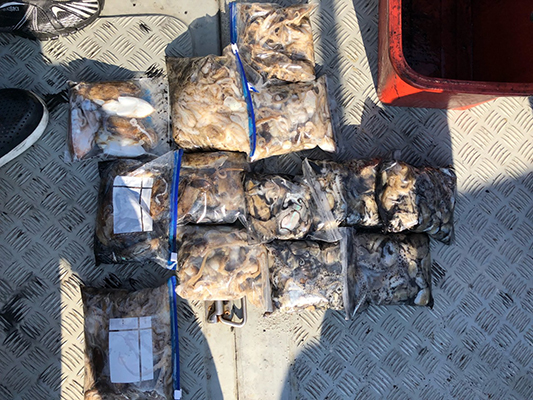 [스마일피싱] 9월24일 쭈꾸미 갑오징어 조황