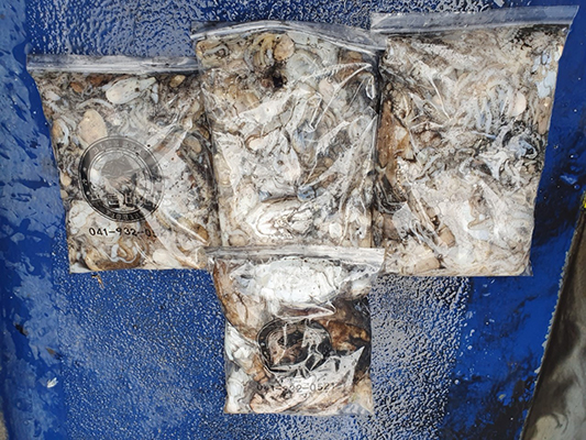 [푸른바다3호] 9월20일 쭈꾸미 갑오징어 조황