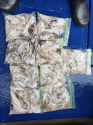 [푸른바다3호] 9월10일 쭈꾸미 갑오징어 조황