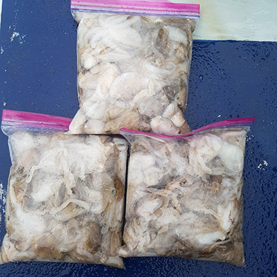 [푸른바다2호] 9월8일 쭈꾸미 조황