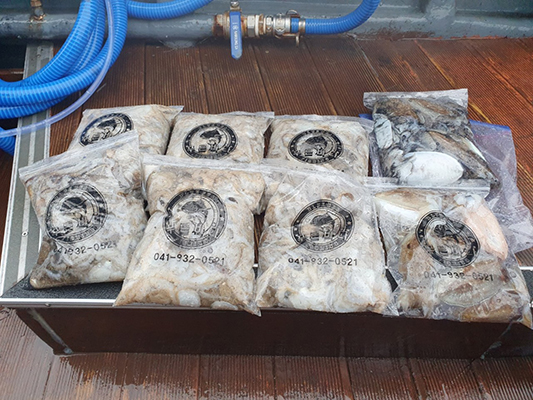 [푸른바다3호] 9월21일 쭈꾸미 갑오징어 조황