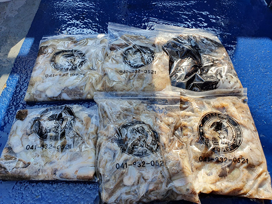 [푸른바다3호] 9월24일 쭈꾸미 갑오징어 조황