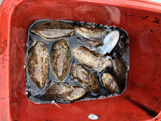 [스마일피싱] 9월26일 쭈꾸미 갑오징어 조황