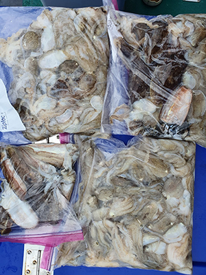 [푸른바다7호] 9월9일 쭈꾸미 조황