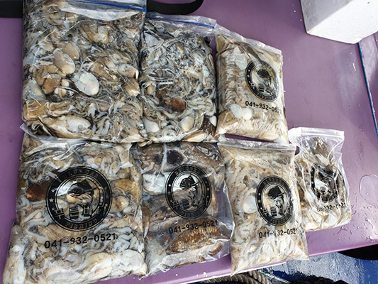 [푸른바다3호] 9월25일 쭈꾸미 갑오징어 조황