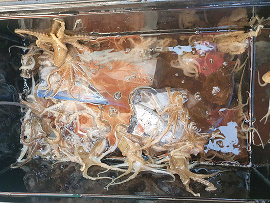 [푸른바다7호] 9월24일 쭈꾸미 갑오징어 조황