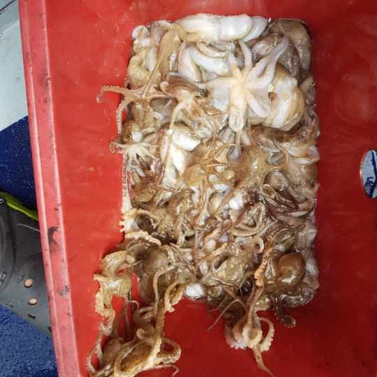 [푸른바다 2호] 9월 1일 쭈꾸미 샷~!