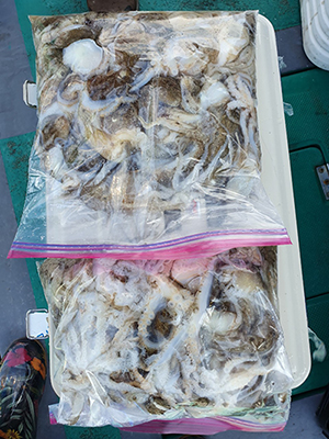 [푸른바다7호] 9월16일 쭈꾸미 갑오징어 조황