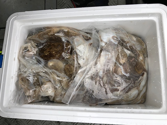 [스마일피싱] 9월20일 쭈꾸미 갑오징어 조황