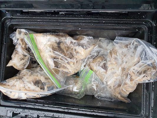 [푸른바다7호] 9월21일 쭈꾸미 갑오징어 조황