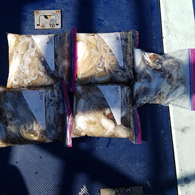 [푸른바다2호] 9월17일 쭈꾸미 갑오징어 조황