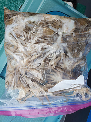 [푸른바다7호] 9월6일 쭈꾸미 조황