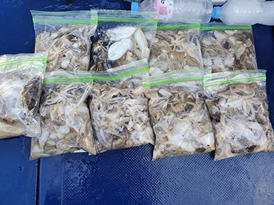 [푸른바다3호] 9월19일 쭈꾸미 갑오징어 조황