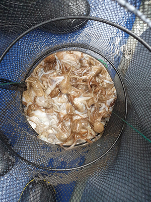 [푸른바다] 9월6일 쭈꾸미 조황