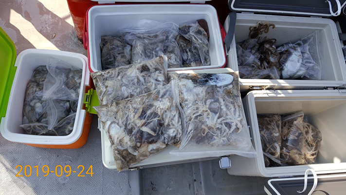 [바다용사호] 9월24일 쭈꾸미 갑오징어 조황