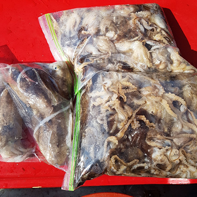 [푸른바다2호] 9월24일 쭈꾸미 갑오징어 조황