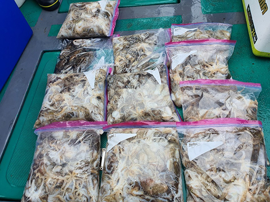 [푸른바다7호] 9월14일 쭈꾸미 갑오징어 조황